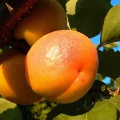 Абрикос СПАДЧЫНА в Фаниполе