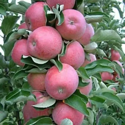 Яблоня АНТЕЙ КИЕВСКИЙ колонновидная в Фаниполе