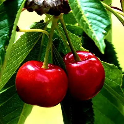 Вишня НИКА в Фаниполе