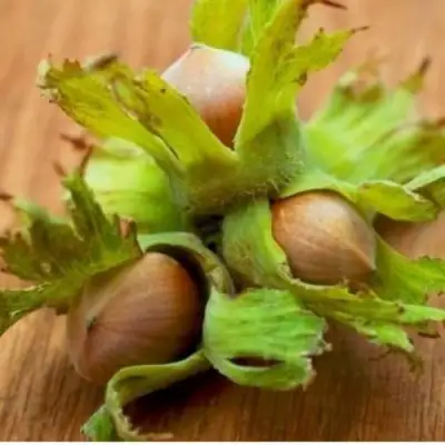 Фундук ГИГАНТ ТАМБОВСКИЙ в Фаниполе