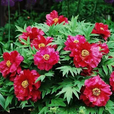 Пион КРАСНЫЙ ЛОТОС древовидный в Фаниполе