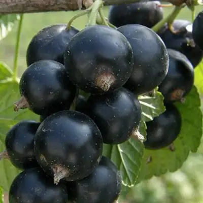 Смородина черная КЛУССОНОВСКАЯ в Фаниполе