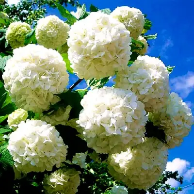 Калина БУЛЬДЕНЕЖ в Фаниполе