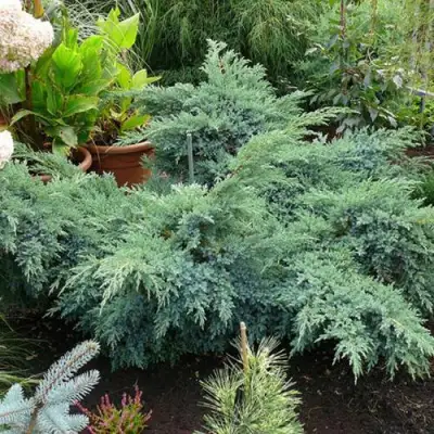 Можжевельник БЛЮ ШВЕД (СВИД) чешуйчатый в Фаниполе