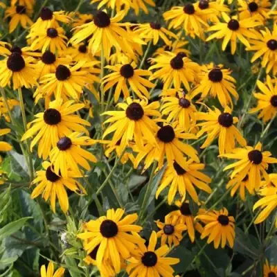 Рудбекия блестящая в Фаниполе