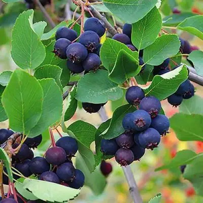 Ирга THIESSEN в Фаниполе