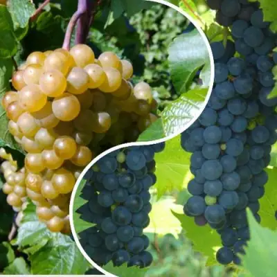 Комплект ИНЬ-ЯНЬ в Фаниполе