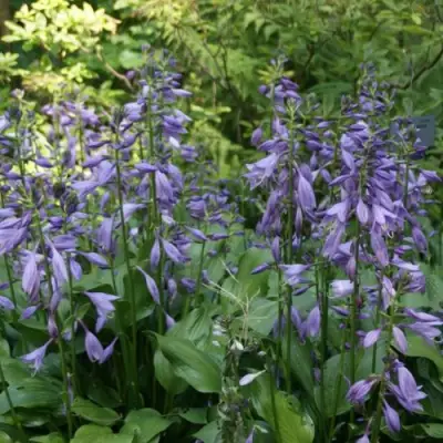 Хоста ГАРРИ ВАН ТРИЕР в Фаниполе