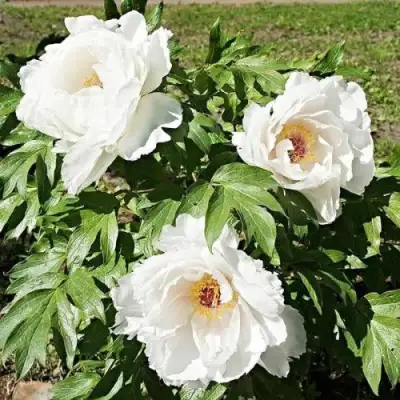 Пион ЛЕТНИЙ ДВОРЕЦ древовидный в Фаниполе