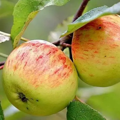 Яблоня РАНЕТКА (КОРОБОВКА) в Фаниполе