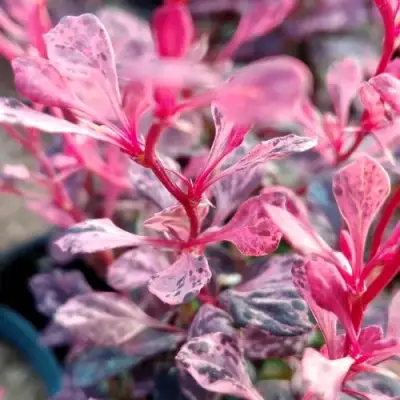 Барбарис РОУЗ ГЛОУ тунберга в Фаниполе