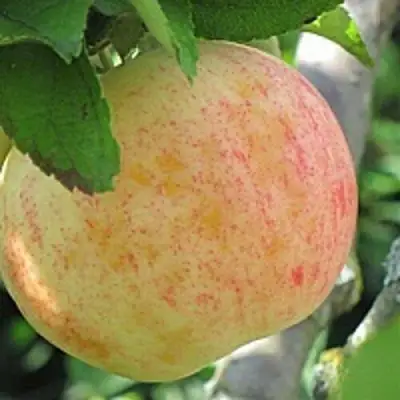 Яблоня ЛЕТНЕЕ СЛАДКОЕ в Фаниполе