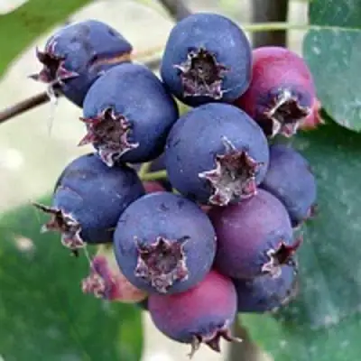 Ирга SLEYT в Фаниполе