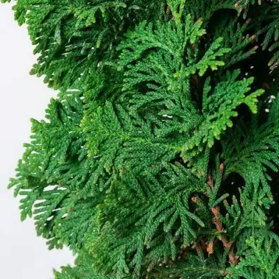 Туя СПИРАЛИС западная в Фаниполе