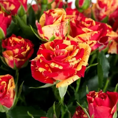 Роза ФАЙЕР ФЛЕШ спрей в Фаниполе