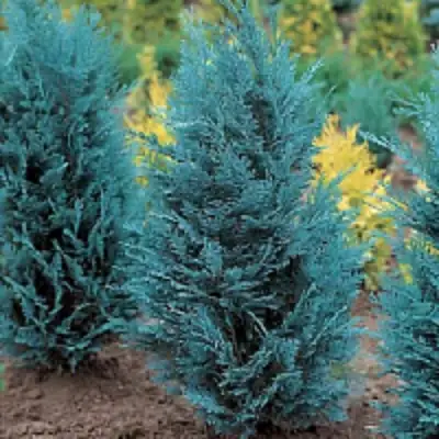 Кипарисовик ВАН ПЕЛЬТС БЛЮ лавсона в Фаниполе