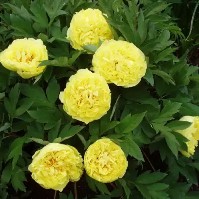 Пион ЗОЛОТАЯ КОРОНА древовидный в Фаниполе