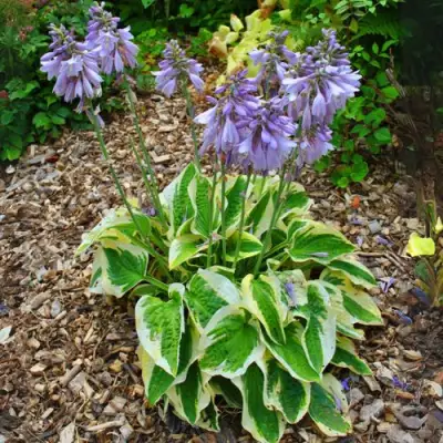 Хоста АУРЕОМАРГИНАТА в Фаниполе