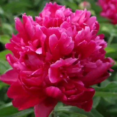 Пион ПЕСНЬ ВЕТРА травянистый в Фаниполе