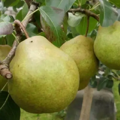 Груша ПЛАТОНОВСКАЯ в Фаниполе