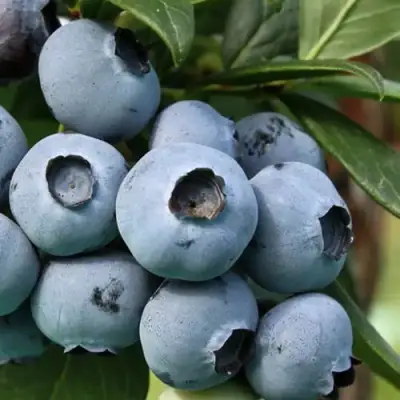 Голубика НЕЛЬСОН в Фаниполе