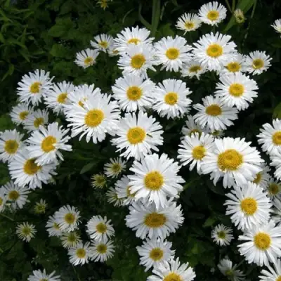 Астра АЛЬБУС альпийская в Фаниполе