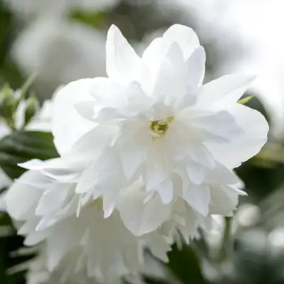 Жасмин МИНЕСОТА СНОУФЛЕЙК в Фаниполе