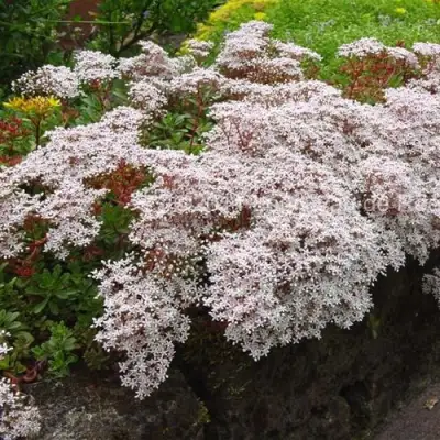 Очиток (седум) МУРАЛЕ белый в Фаниполе