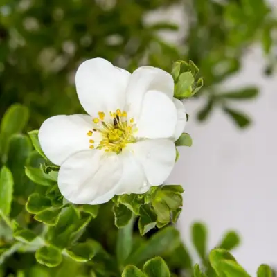 Лапчатка СНОУБЕРД кустарниковая в Фаниполе