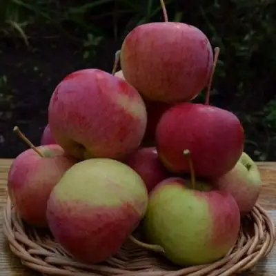 Яблоня РОДНИКОВАЯ в Фаниполе