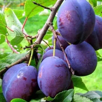 Слива ВЕНГЕРКА БЕЛОРУССКАЯ в Фаниполе