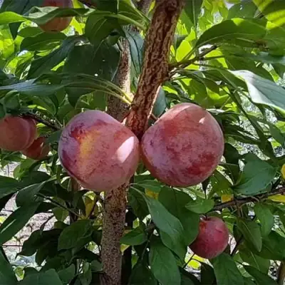 Плуот ГЕО ПРАЙД в Фаниполе