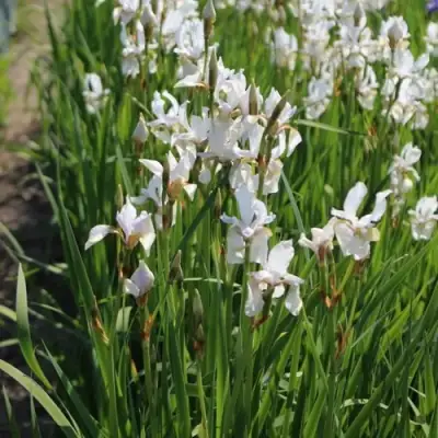 Ирис АЛЬБА сибирский в Фаниполе