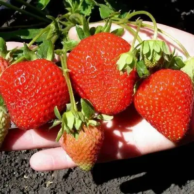 Клубника САН АНДРЕАС ремонтантная в Фаниполе