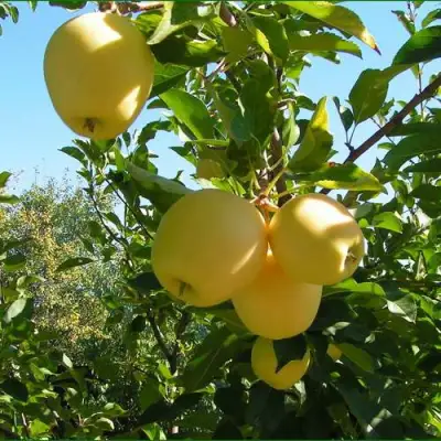 Яблоня ГОЛДЕН МИЛЛЕНИУМ в Фаниполе