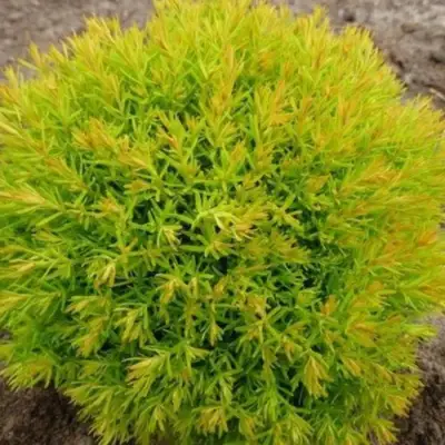 Туя АННИЕК западная в Фаниполе