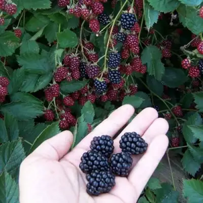 Ежевика ОРКАН бесшипная  в Фаниполе