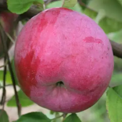 Яблоня БРЯНСКОЕ РОЗОВОЕ в Фаниполе