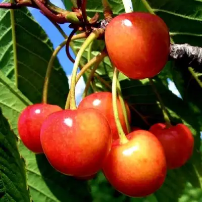 Черешня ФАТЕЖ в Фаниполе