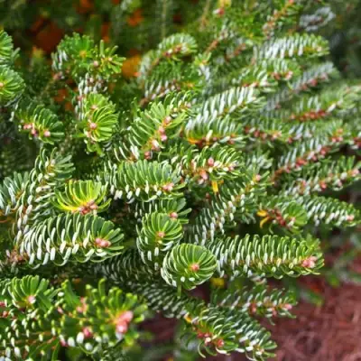 Пихта белая в Фаниполе