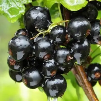 Смородина черная БЫЛИННАЯ (ВЕРНОСТЬ) в Фаниполе