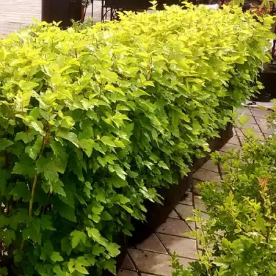 Комплект АНГЕЛ ГОЛД в Фаниполе