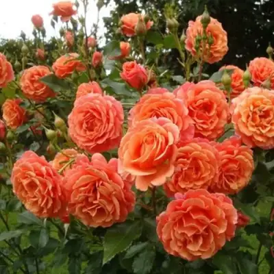 Роза БЕЛЬВЕДЕР шраб в Фаниполе