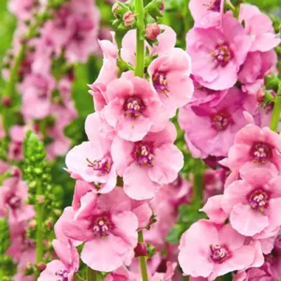 Коровяк ПИНК ДОМИНО гибридный (вербаскум) в Фаниполе