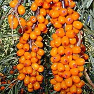 Облепиха СУДАРУШКА в Фаниполе