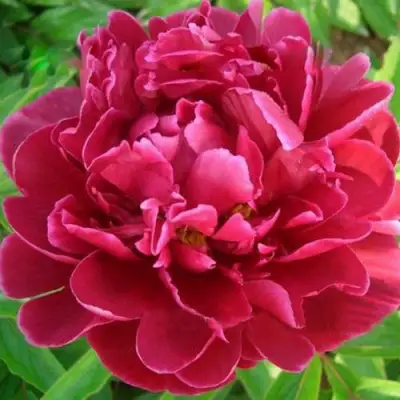 Пион КИТАЙСКИЙ ШЕЛК травянистый в Фаниполе