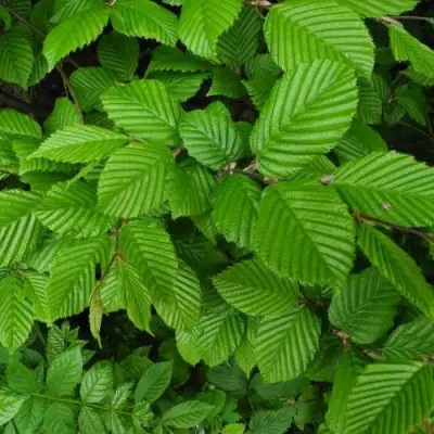 Граб  в Фаниполе