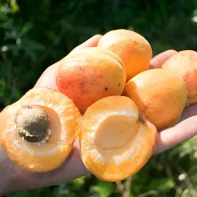 Абрикос ХАРГРАНД в Фаниполе