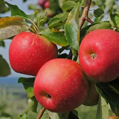 Яблоня ГАЛА МАСТ в Фаниполе