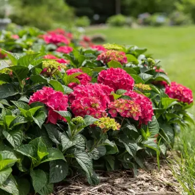 Гортензия ЭНДЛЕСС САММЕР ЛАВ крупнолистная в Фаниполе